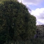 Ivy Removal.