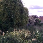 Ivy removal in Rothwell.
