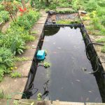 The pond to be removed with the fish still present.